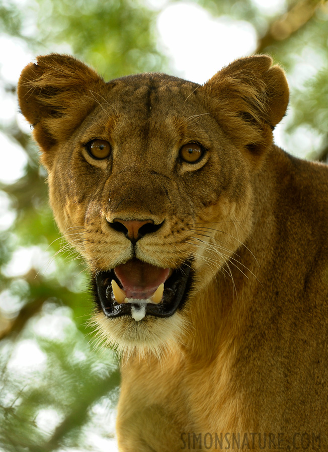 Panthera leo leo [400 mm, 1/200 sec at f / 7.1, ISO 800]